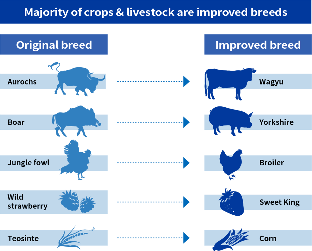 Majority of crops & livestock are improved breeds